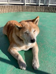 IPCわんわん動物園に投稿された画像（2025/1/25）