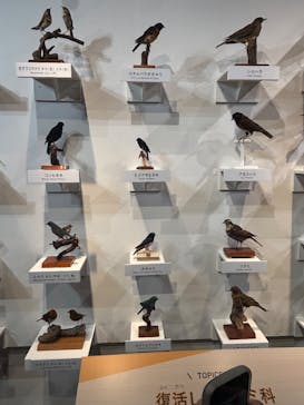 特別展「鳥 ～ゲノム解析が解き明かす新しい鳥類の系統～」国立科学博物館に投稿された画像（2025/1/25）