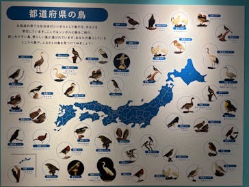 特別展「鳥 ～ゲノム解析が解き明かす新しい鳥類の系統～」国立科学博物館に投稿された画像（2025/1/25）