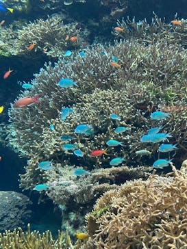 沖縄美ら海水族館に投稿された画像（2025/1/25）