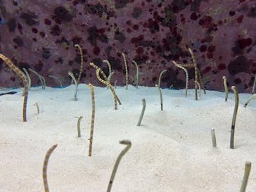 沖縄美ら海水族館に投稿された画像（2025/1/25）