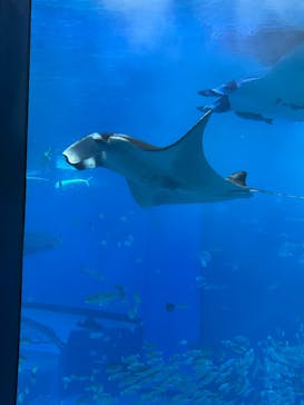 沖縄美ら海水族館に投稿された画像（2025/1/25）