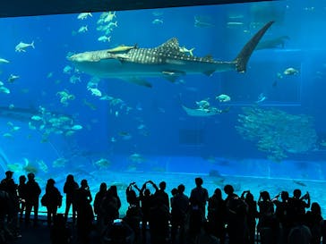 沖縄美ら海水族館に投稿された画像（2025/1/25）