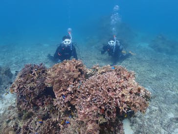 初心者専門マリンサービスサンフィッシュ石垣島に投稿された画像（2025/1/25）