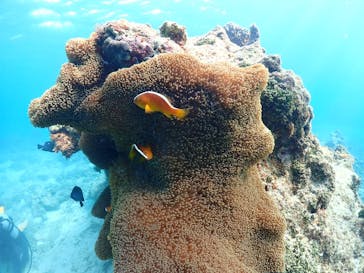 初心者専門マリンサービスサンフィッシュ石垣島に投稿された画像（2025/1/25）