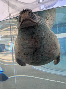 京都水族館に投稿された画像（2025/1/25）