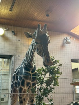 天王寺動物園に投稿された画像（2025/1/25）