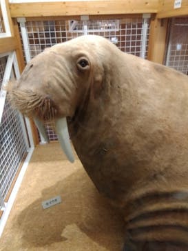 国立科学博物館に投稿された画像（2025/1/25）