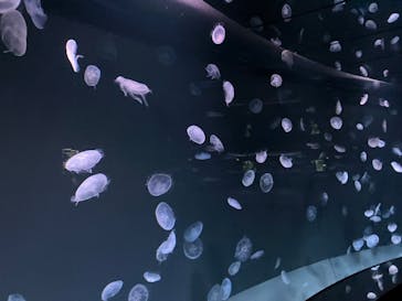 サンシャイン水族館に投稿された画像（2024/12/31）