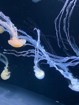 サンシャイン水族館に投稿された画像（2024/12/31）