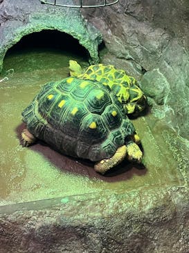 サンシャイン水族館に投稿された画像（2024/12/31）