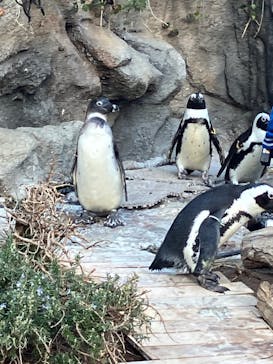 サンシャイン水族館に投稿された画像（2024/12/31）