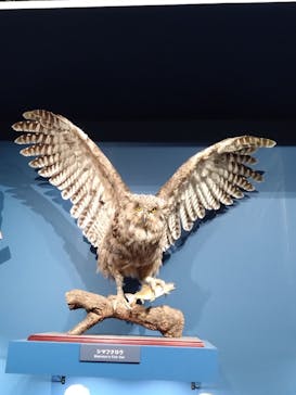 特別展「鳥 ～ゲノム解析が解き明かす新しい鳥類の系統～」国立科学博物館に投稿された画像（2025/1/25）