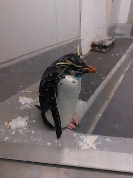 AOAO SAPPOROに投稿された画像（2025/1/25）