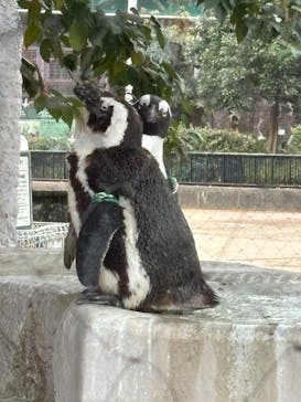 恩賜上野動物園に投稿された画像（2025/1/25）
