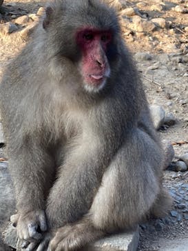 小豆島　銚子渓　自然動物園　お猿の国に投稿された画像（2025/1/25）