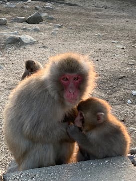 小豆島　銚子渓　自然動物園　お猿の国に投稿された画像（2025/1/25）
