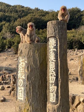 小豆島　銚子渓　自然動物園　お猿の国に投稿された画像（2025/1/25）