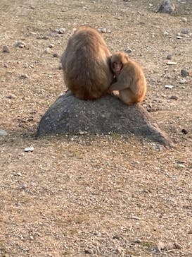 小豆島　銚子渓　自然動物園　お猿の国に投稿された画像（2025/1/25）