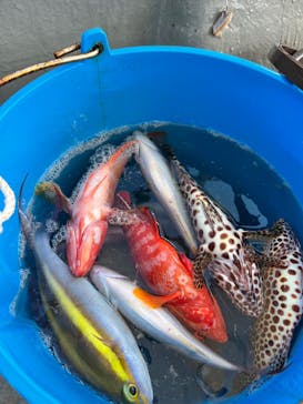 島さんごに投稿された画像（2025/1/26）