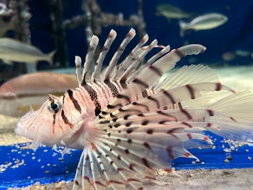 マリンワールド海の中道に投稿された画像（2025/1/26）