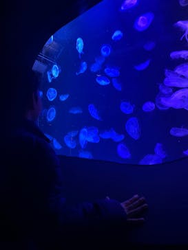 マリンワールド海の中道に投稿された画像（2025/1/26）