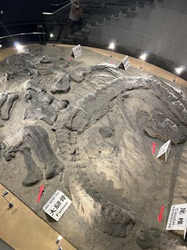 福井県立恐竜博物館に投稿された画像（2025/1/26）