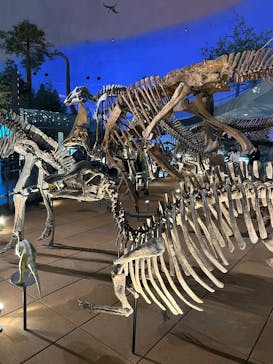 福井県立恐竜博物館に投稿された画像（2025/1/26）