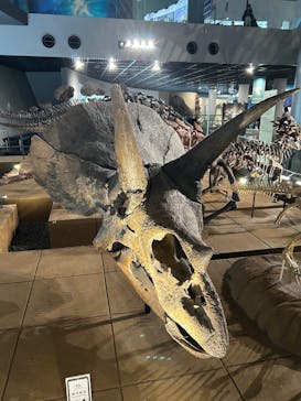 福井県立恐竜博物館に投稿された画像（2025/1/26）