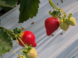 白木のいちご　しあわせもんに投稿された画像（2025/1/26）