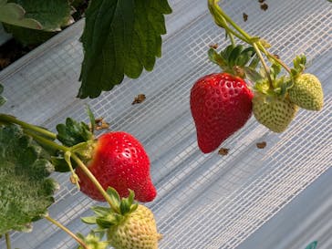 白木のいちご　しあわせもんに投稿された画像（2025/1/26）