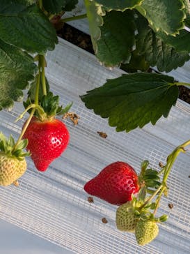 白木のいちご　しあわせもんに投稿された画像（2025/1/26）