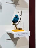 特別展「鳥 ～ゲノム解析が解き明かす新しい鳥類の系統～」国立科学博物館に投稿された画像（2025/1/26）