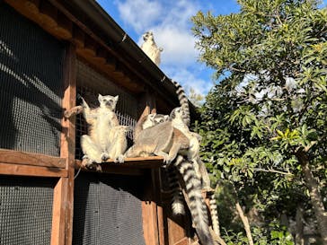 神戸どうぶつ王国に投稿された画像（2025/1/26）