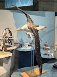特別展「鳥 ～ゲノム解析が解き明かす新しい鳥類の系統～」国立科学博物館に投稿された画像（2025/1/26）