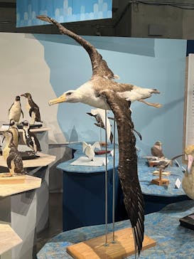 特別展「鳥 ～ゲノム解析が解き明かす新しい鳥類の系統～」国立科学博物館に投稿された画像（2025/1/26）