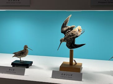 特別展「鳥 ～ゲノム解析が解き明かす新しい鳥類の系統～」国立科学博物館に投稿された画像（2025/1/26）