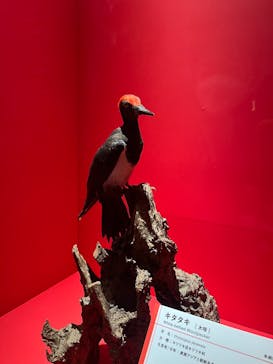 特別展「鳥 ～ゲノム解析が解き明かす新しい鳥類の系統～」国立科学博物館に投稿された画像（2025/1/26）