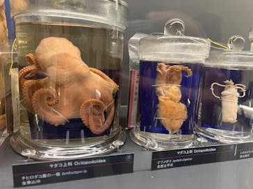 国立科学博物館に投稿された画像（2025/1/26）