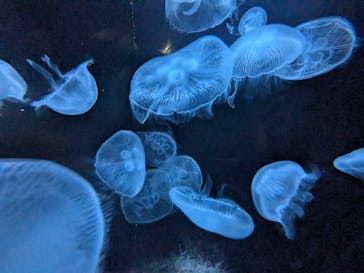 横浜・八景島シーパラダイスに投稿された画像（2025/1/26）