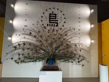 特別展「鳥 ～ゲノム解析が解き明かす新しい鳥類の系統～」国立科学博物館に投稿された画像（2025/1/26）