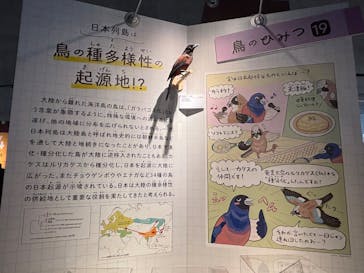 特別展「鳥 ～ゲノム解析が解き明かす新しい鳥類の系統～」国立科学博物館に投稿された画像（2025/1/26）