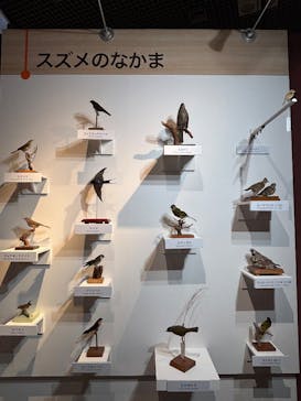特別展「鳥 ～ゲノム解析が解き明かす新しい鳥類の系統～」国立科学博物館に投稿された画像（2025/1/26）