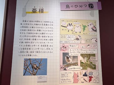 特別展「鳥 ～ゲノム解析が解き明かす新しい鳥類の系統～」国立科学博物館に投稿された画像（2025/1/26）