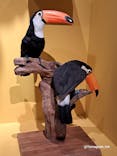 特別展「鳥 ～ゲノム解析が解き明かす新しい鳥類の系統～」国立科学博物館に投稿された画像（2025/1/26）