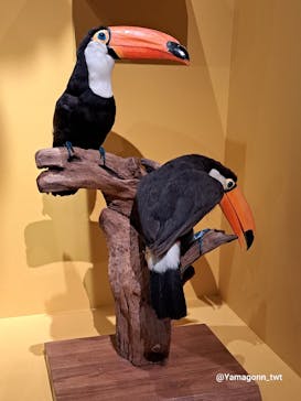 特別展「鳥 ～ゲノム解析が解き明かす新しい鳥類の系統～」国立科学博物館に投稿された画像（2025/1/26）