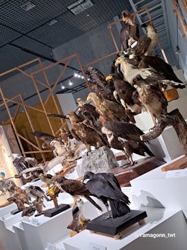 特別展「鳥 ～ゲノム解析が解き明かす新しい鳥類の系統～」国立科学博物館に投稿された画像（2025/1/26）