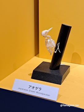 特別展「鳥 ～ゲノム解析が解き明かす新しい鳥類の系統～」国立科学博物館に投稿された画像（2025/1/26）