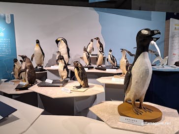 特別展「鳥 ～ゲノム解析が解き明かす新しい鳥類の系統～」国立科学博物館に投稿された画像（2025/1/26）