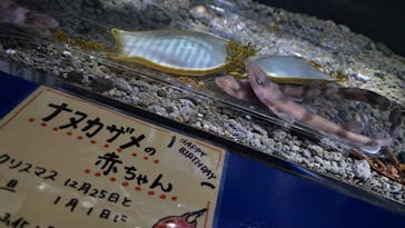 幼魚水族館に投稿された画像（2025/1/26）